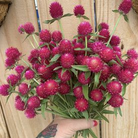 QIS Carmine, Gomphrena Seeds
